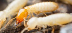 شركة مكافحة الرمة في راس الخيمة