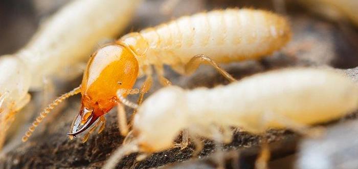 شركة مكافحة الرمة في راس الخيمة