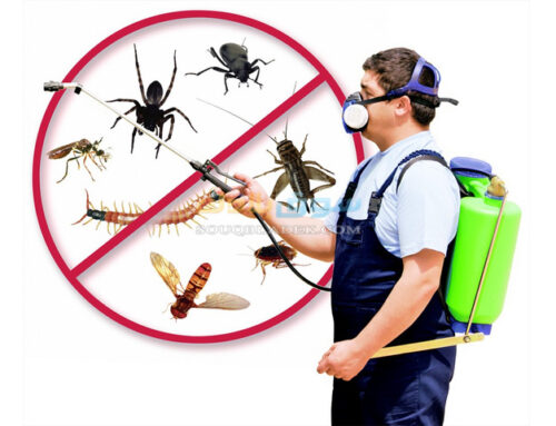 شركة مكافحة حشرات في العين |00201114323865|