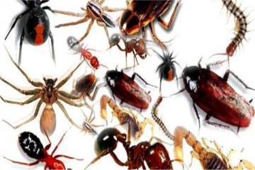 شركة مكافحه حشرات في ابوظبي