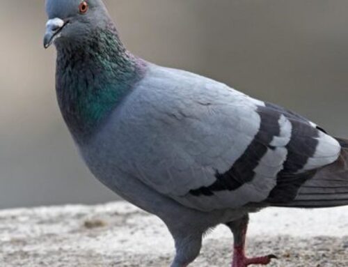 شركة مكافحة الحمام في العين |0563213289| طارد حمام