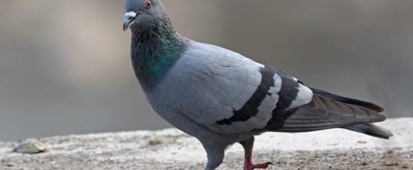 شركة مكافحة حمام في العين