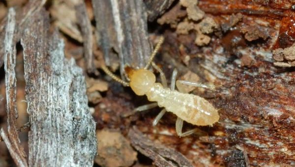 شركة مكافحة الرمة في ابوظبي