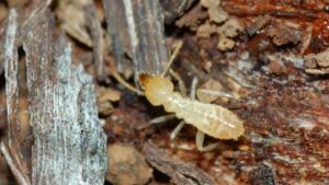 شركة مكافحة الرمة في ابوظبي