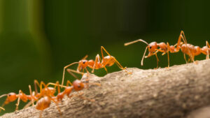 شركة مكافحة الرمة في العين