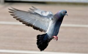 شركة مكافحه حمام في ابوظبي