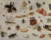 شركة مكافحة حشرات في الشارقة