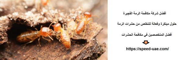 أفضل شركة مكافحة الرمة الفجيرة
