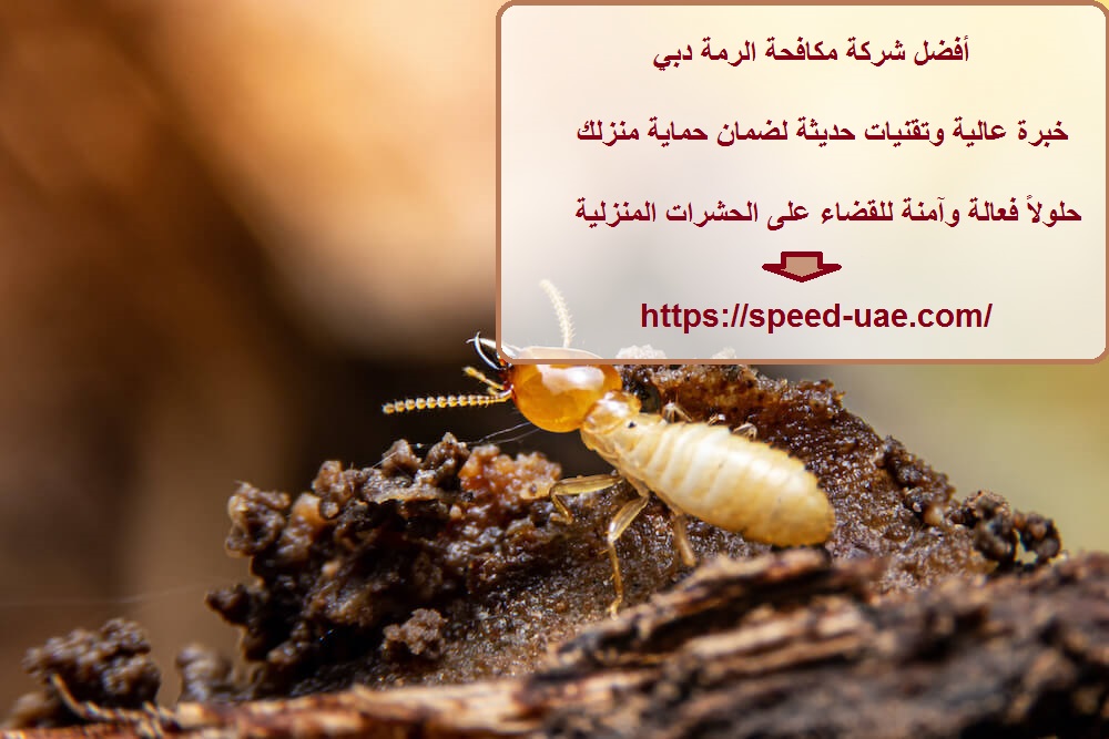 أفضل شركة مكافحة الرمة دبي