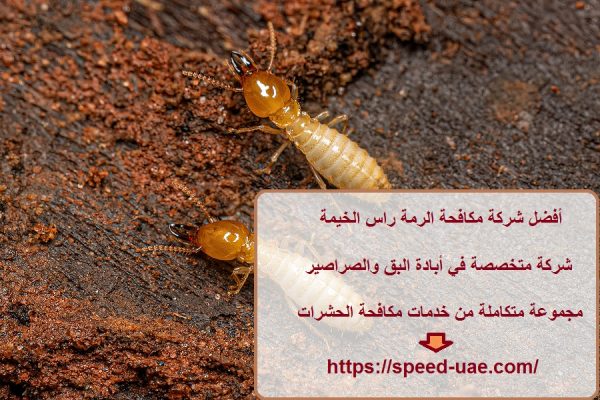 أفضل شركة مكافحة الرمة راس الخيمة