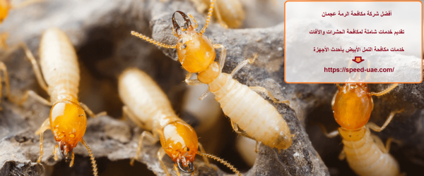 أفضل شركة مكافحة الرمة عجمان